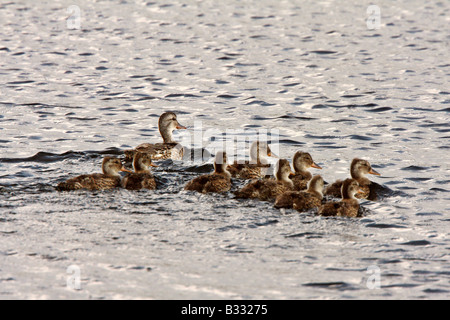 Hen and ducklings swimming in roadside pond Stock Photo
