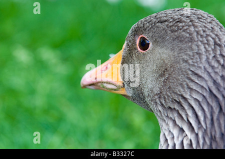 Greylag Goose Anser anser Cley Norfolk April Stock Photo