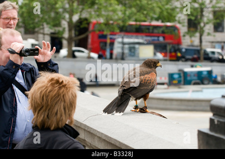 Falconer s Harris Hawk being used to clear pigeons in Trafalgar Square London Stock Photo