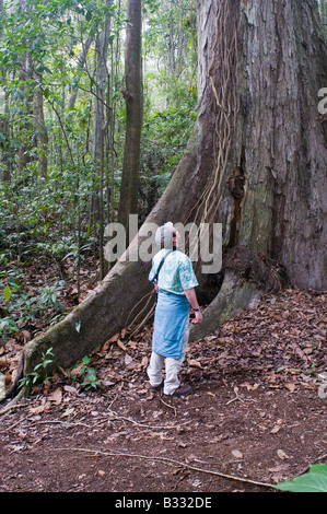 Dwarfed by a huge emergent tree in rainforest at Los Andes on the Pacific slope Guatemala Stock Photo
