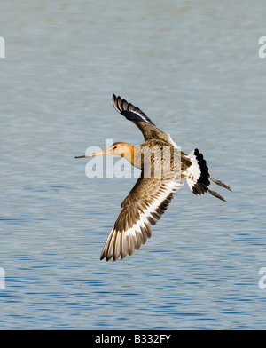 Black tailed Godwit Limosa limosa moulting adult summer Snettisham Norfolk August Stock Photo