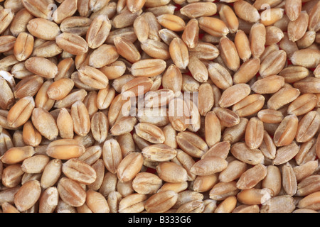 Triticum aestivum, bread wheat, cultivated wheat Stock Photo