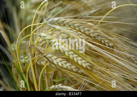 Four-lines barley (Hordeum vulgare L cv. Vulgare) Stock Photo