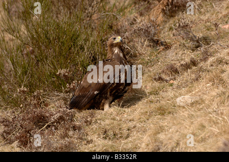 Golden Eagle Aquila chrysaetos, juvenile, Photographed in Spanish Pyrenees Stock Photo