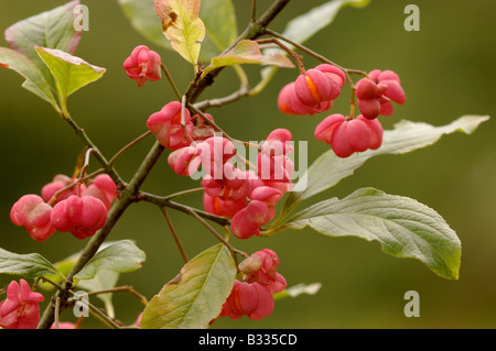 Spindle Tree Euonymus europaeus, berries, Photographed in England Stock Photo