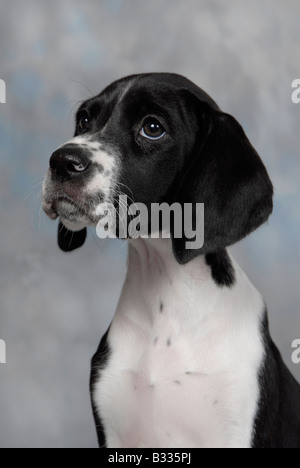 Head shot of black and white pedigree English pointer puppy Stock Photo
