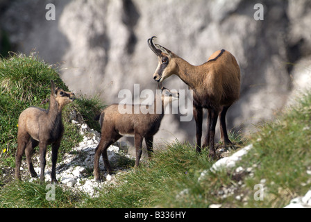 Chamois (Rupicapra rupicapra), female with two young standing on a grassy slope Stock Photo