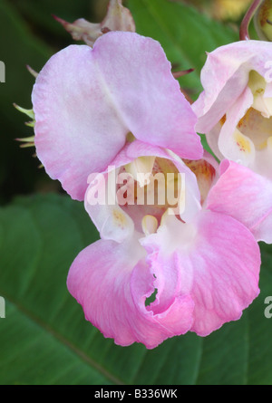 Himalayan balsam, Impatiens glandulifera, closeup of flower