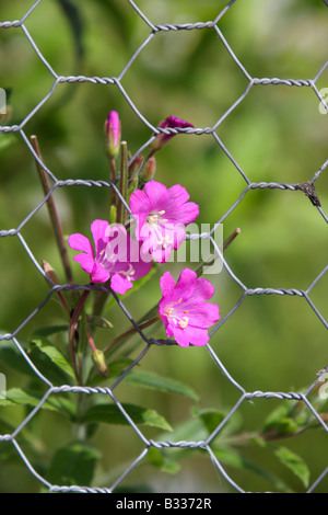 Great willowherb, Epilobium hirsutum, flowers growing through fence Stock Photo