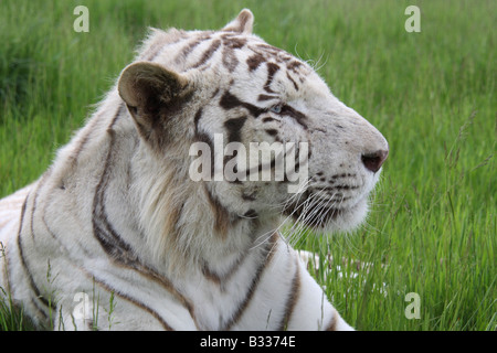 White Bengal tiger, Panthera tigris, closeup of head Stock Photo