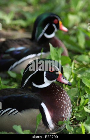 Two Carolina Ducks, Aix sponsa Stock Photo