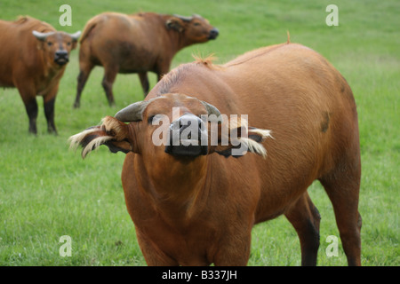 Congo buffalo, Syncerus caffer nanus Stock Photo