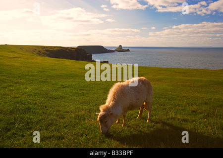 Sheep Grazing on the Cliffs of Rhossili with the Worms Head in the Background, Gower, South Wales, UK Stock Photo