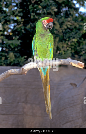 Military Macaw Ara militaris Tucson Zoo Tucson Arizona United States October Adult CAPTIVE Psittacidae Stock Photo