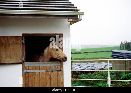 Horses peers out of its stable Stock Photo