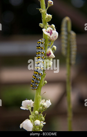 Mullein moth caterpillar Cucullia verbasci on verbascum nigrum Stock Photo