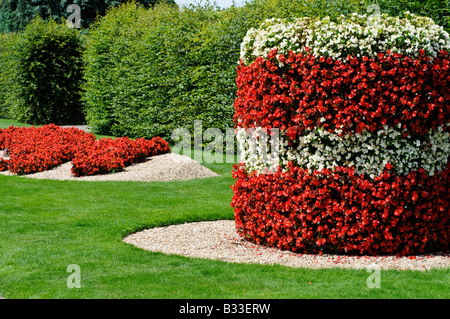 Begonia SUPER OLYMPIA RED and SUPER OLYMPIA WHITE Stock Photo