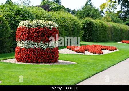 Begonia SUPER OLYMPIA RED and SUPER OLYMPIA WHITE Stock Photo