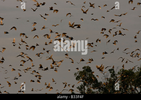 Straw coloured Fruitbats Eidolon helvum Palmenflughunde Kasanka National Park Zambia Africa flying Stock Photo