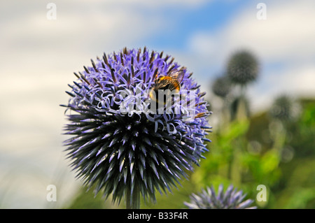 Bumble bee on Echinops bannaticus TAPLOW BLUE Stock Photo