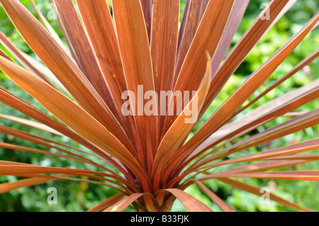 Cordyline australis RED STAR Stock Photo