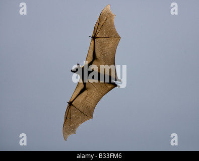 Straw coloured Fruitbat Eidolon helvum Palmenflughund in flight Kasanka National Park Zambia Africa Stock Photo