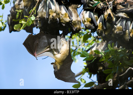 Straw coloured Fruitbats Eidolon helvum Palmenflughunde Kasanka National Park Zambia Africa roosting Stock Photo