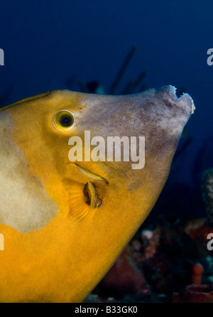 Orange Spotted Filefish Stock Photo