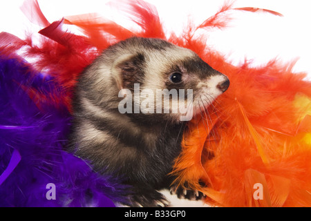 Cute sable ferret in brightly colored feathers isolated on white background Stock Photo