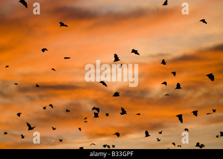 Straw coloured fruitbats Eidolon helvum Palmenflughunde Kasanka National Park Zambia sunset Stock Photo