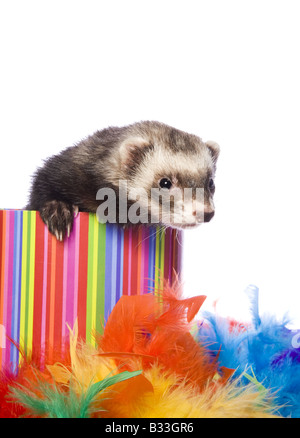 Cute sable ferret in brightly colored feathers isolated on white background Stock Photo