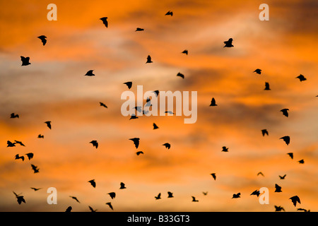 Straw coloured fruitbats Eidolon helvum Palmenflughunde Kasanka National Park Zambia sunset Stock Photo