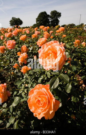Knutsford Roses UK Cheshire Knutsford Fryers Roses Garden Centre herbaceous plants ...