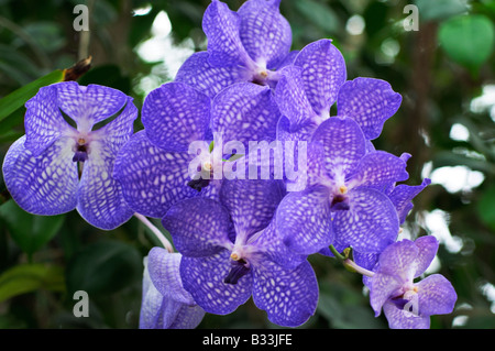 Orchid Vanda Sansai Blue gx Stock Photo