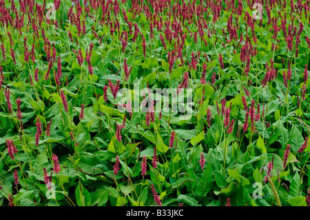 Persicaria amplexicaulis ATROSANGUINEA Stock Photo