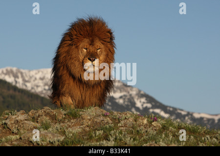 barbary lion Stock Photo