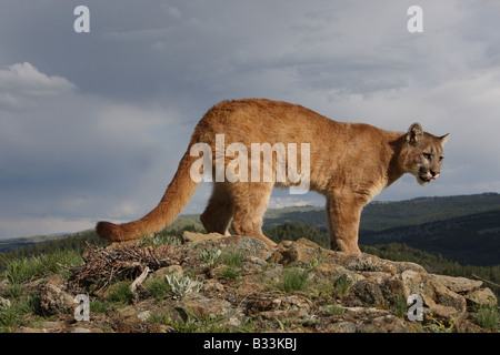 Cougar Mountain Lion Puma concolor Minnesota USA on deer Stock Photo - Alamy