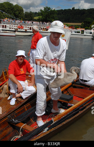 A member of the Swan Upping boat crew hands over a cygnet for it first health check on the banks of the river Thames Stock Photo