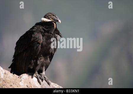 Condors On Rocks Andean condor sitting on rock against sunset sky background Stock Photo ...