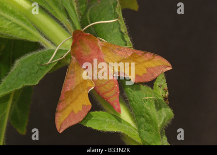Small elephant hawk moth Deilephila porcellus . Stock Photo