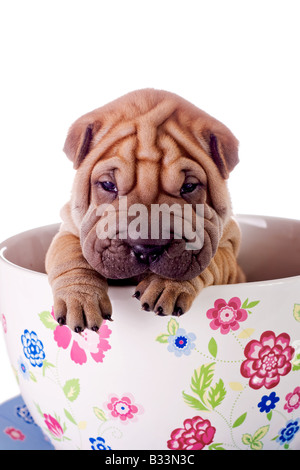 Shar Pei baby dog almost one month old Stock Photo