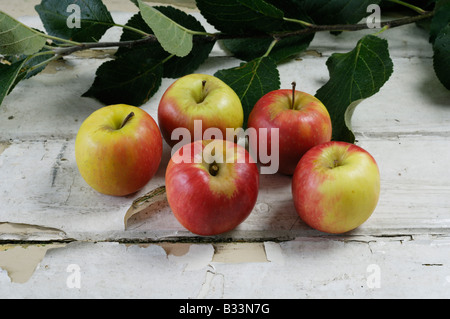 Five apples - ripe for eating. Stock Photo