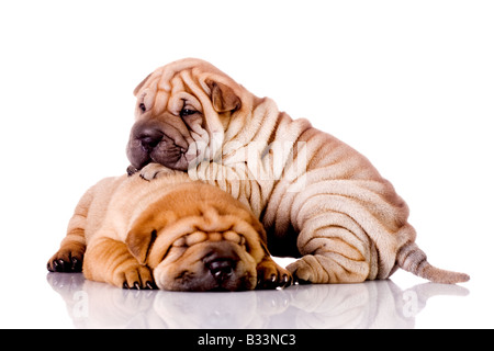 two Shar Pei baby dogs almost one month old Stock Photo