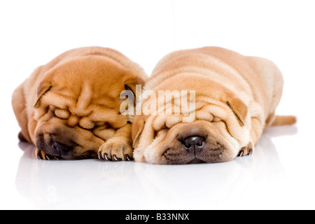 two Shar Pei baby dogs almost one month old Stock Photo