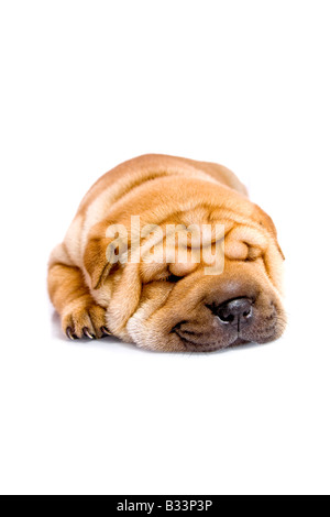 Shar Pei baby dog almost one month old Stock Photo
