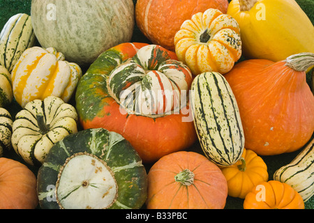 Harvested  varieties 'Winter' squash. Stock Photo