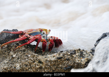 A red rock crab, also known as a Sally Lightfoot or Grapsus grapsus crab, surrounded by foamy surf. Stock Photo