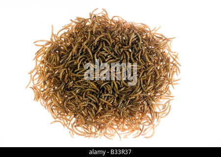 Pile of dried meal worms Stock Photo