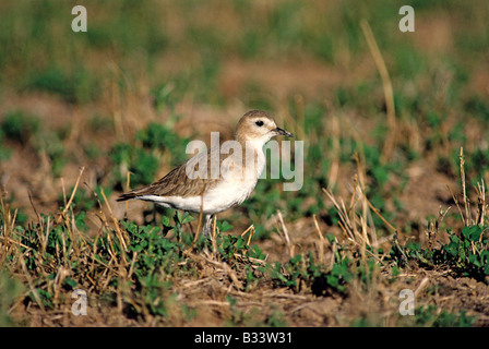 Mountain Plover Charadrius montanus Brawley CALIFORNIA United States January Adult CHARADRIIDAE Stock Photo