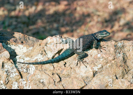 Mountain Spiny Lizard Sceloporus jarrovii Stock Photo